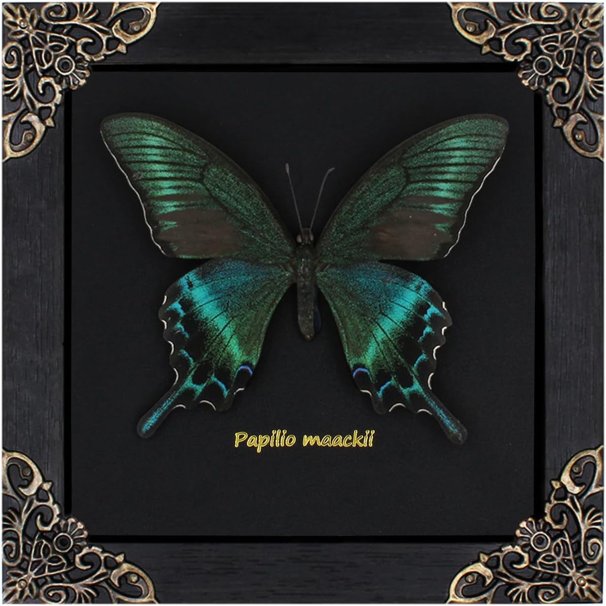 Butterfly Framed Decoration Handmade Taxidermy Butterfly Shadow Box Collection Framed Butterfly for Oddities and Curiosities Gifts for Victorian Dark Academia Goth Wall Decor