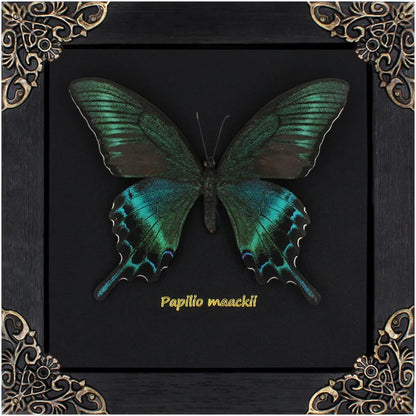 Butterfly Framed Decoration Handmade Taxidermy Butterfly Shadow Box Collection Framed Butterfly for Oddities and Curiosities Gifts for Victorian Dark Academia Goth Wall Decor